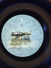 Asaphidion curtum