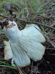 Russula delica