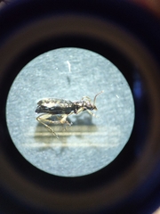 Asaphidion curtum