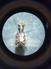 Asaphidion curtum