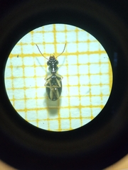 Asaphidion curtum