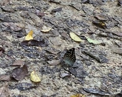 Lexias pardalis dirteana