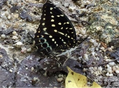 Lexias pardalis dirteana