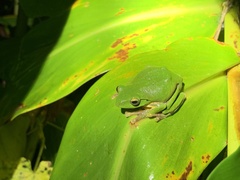 Zhangixalus taipeianus