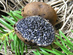 Melanogaster ambiguus