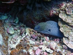 Gymnothorax javanicus
