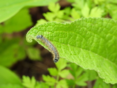 Malacosoma neustria
