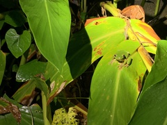 Zhangixalus taipeianus