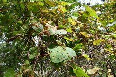 Vitis amurensis