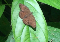 Tanaecia julii