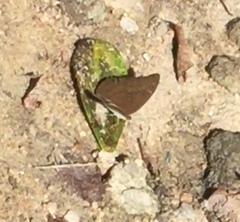 Tanaecia julii