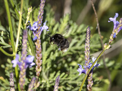 Bombus terrestris canariensis