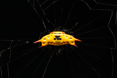 Gasteracantha quadrispinosa