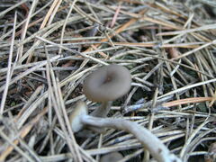 Pseudoclitocybe cyathiformis