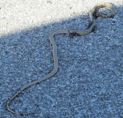 Psammophis leightoni