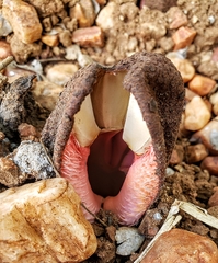 Hydnora abyssinica
