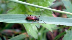 Alosterna tabacicolor