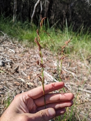 Schoenus brevifolius