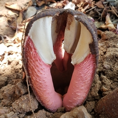 Hydnora abyssinica