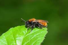 Andrena fulva