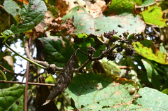 Eleutherococcus sessiliflorus