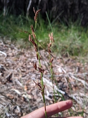 Schoenus brevifolius