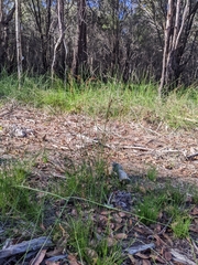 Schoenus brevifolius