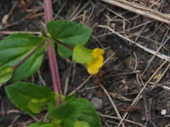 Mecardonia procumbens