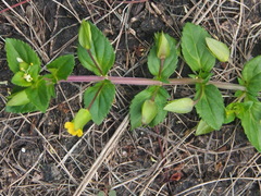 Mecardonia procumbens