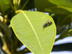 Ancistrocerus haematodes