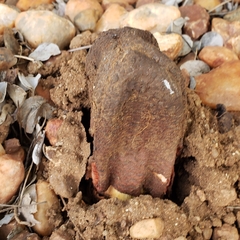 Hydnora abyssinica