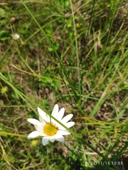 Dimorphotheca caulescens