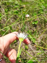 Dimorphotheca caulescens