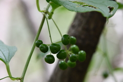 Smilax riparia