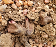 Hydnora abyssinica