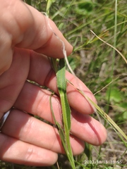 Dimorphotheca caulescens