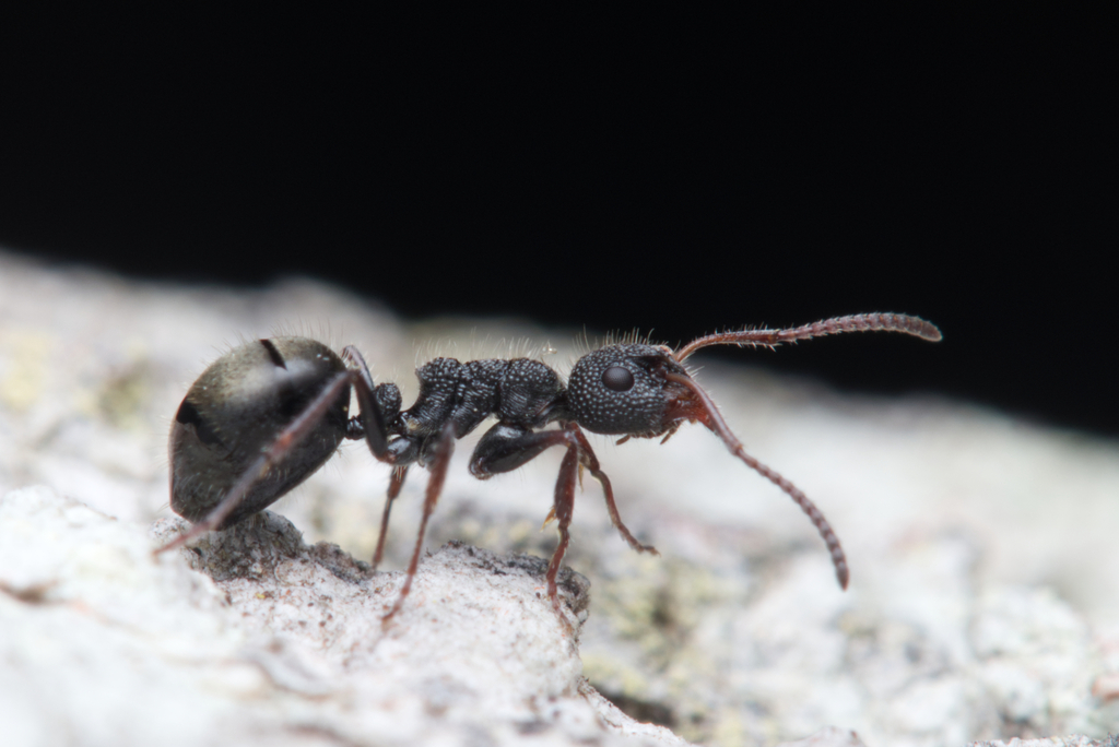 Northern Sharkfinned Dolly Ant
