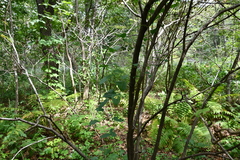 Smilax riparia