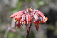 Cotyledon orbiculata