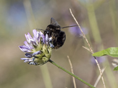 Bombus terrestris canariensis