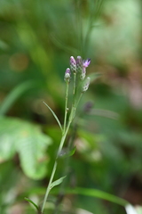 Saussurea maximowiczii