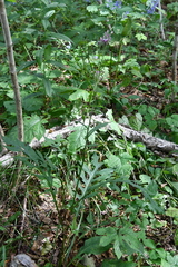 Saussurea maximowiczii