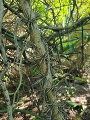 Pereskia aculeata