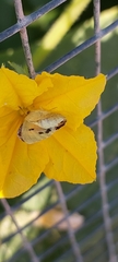 Colotis phisadia