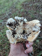 Russula delica