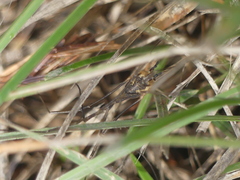 Mitopus