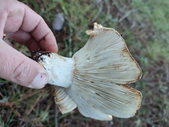 Russula delica