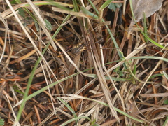 Mitopus