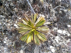 Aciphylla montana