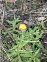 Coronidium scorpioides